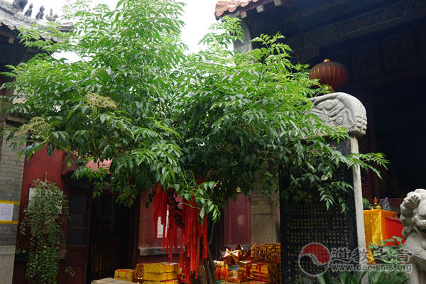 山东济南蓬莱院