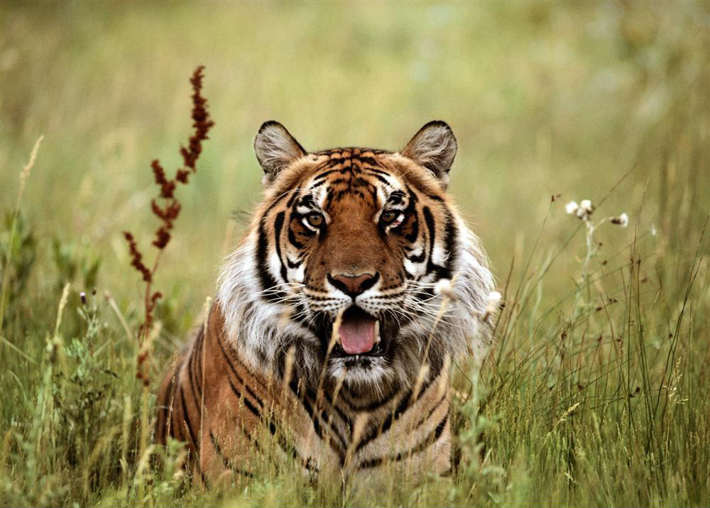 从老虎伤人事件谈个人内心的修炼-道音文化