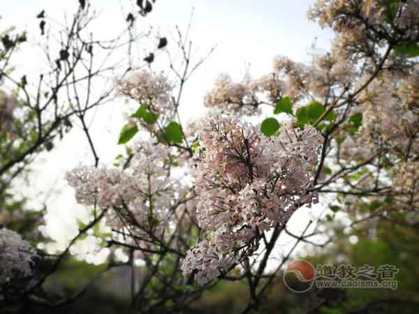 不忘初心入玄门 见贤思齐修真人——中国道教学院2017年“春季学期道风月活动”巡礼圆满收官