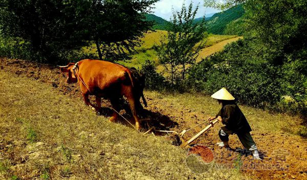 贫能养道——宝鸡龙门洞道众的尘劳修行生活