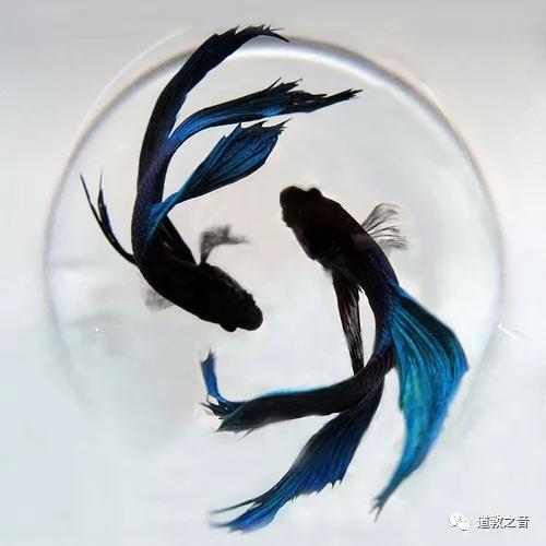 从阴阳观念来看古诗写作手法中的动静关系