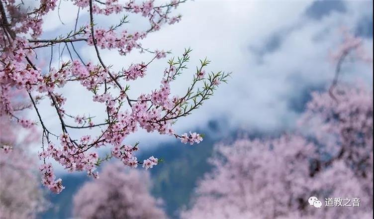 桃花开处仙气浓：修仙的你，莫负了好春光