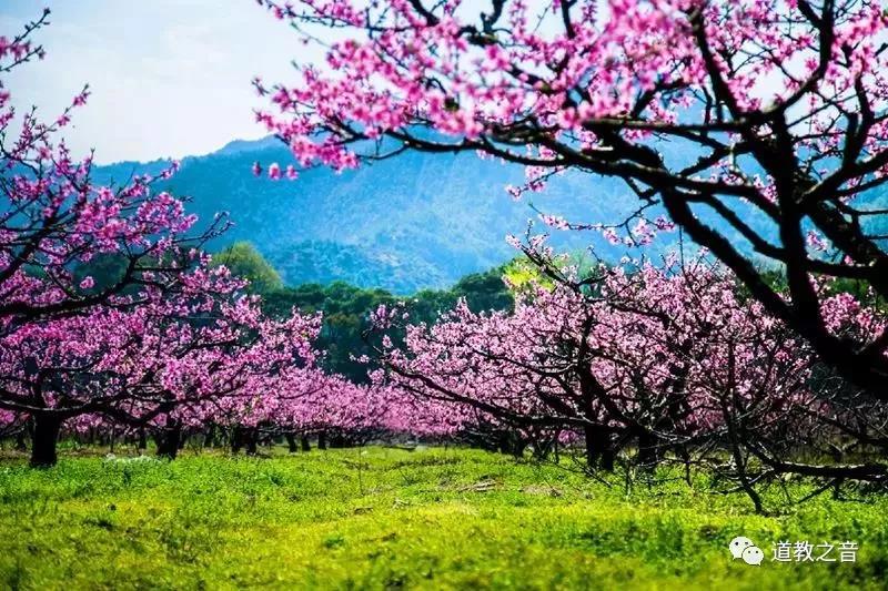 桃花开处仙气浓：修仙的你，莫负了好春光