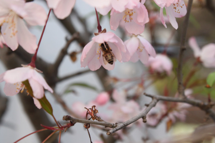 春季气象——春阳上升,顺应节令以养生-道音文化