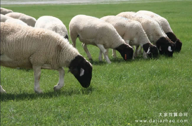 属羊2020年运势及运程-道音文化