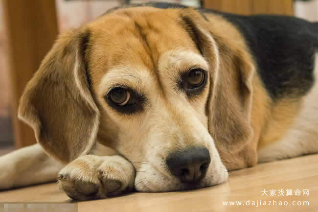 属狗2020年运势及运程-道音文化