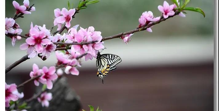 回眸一片是桃红：人间的桃花开了，人世的修行你做了吗？-道音文化