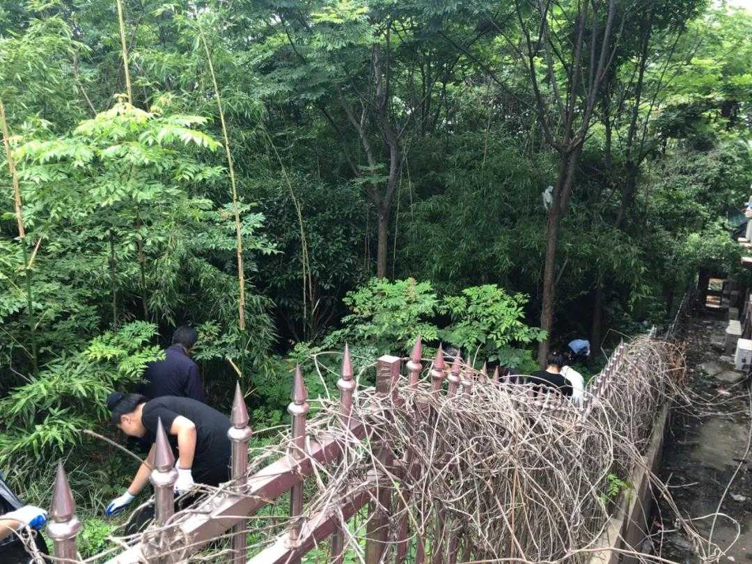 湖北省武汉长春观积极开展爱国卫生运动-道音文化