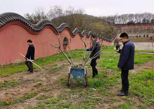 南京方山洞玄观开展义务植树活动