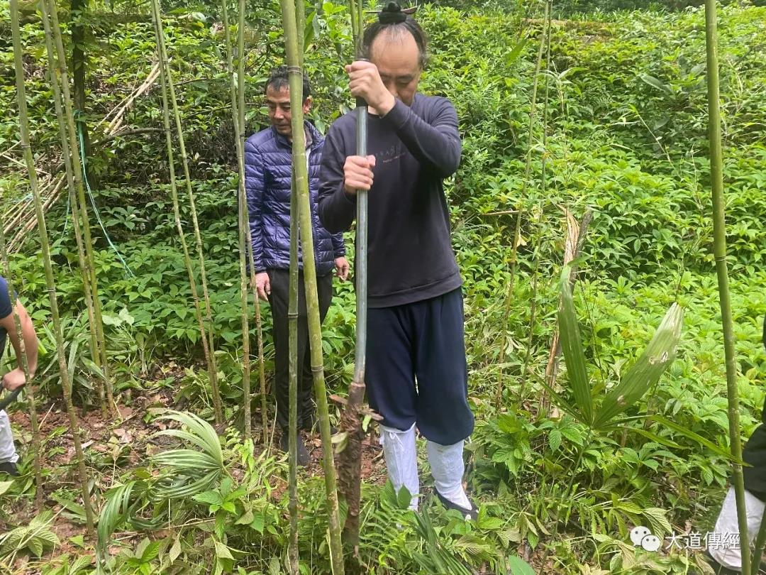 武汉大道观举行“热爱东湖 保护东湖”植树造林活动
