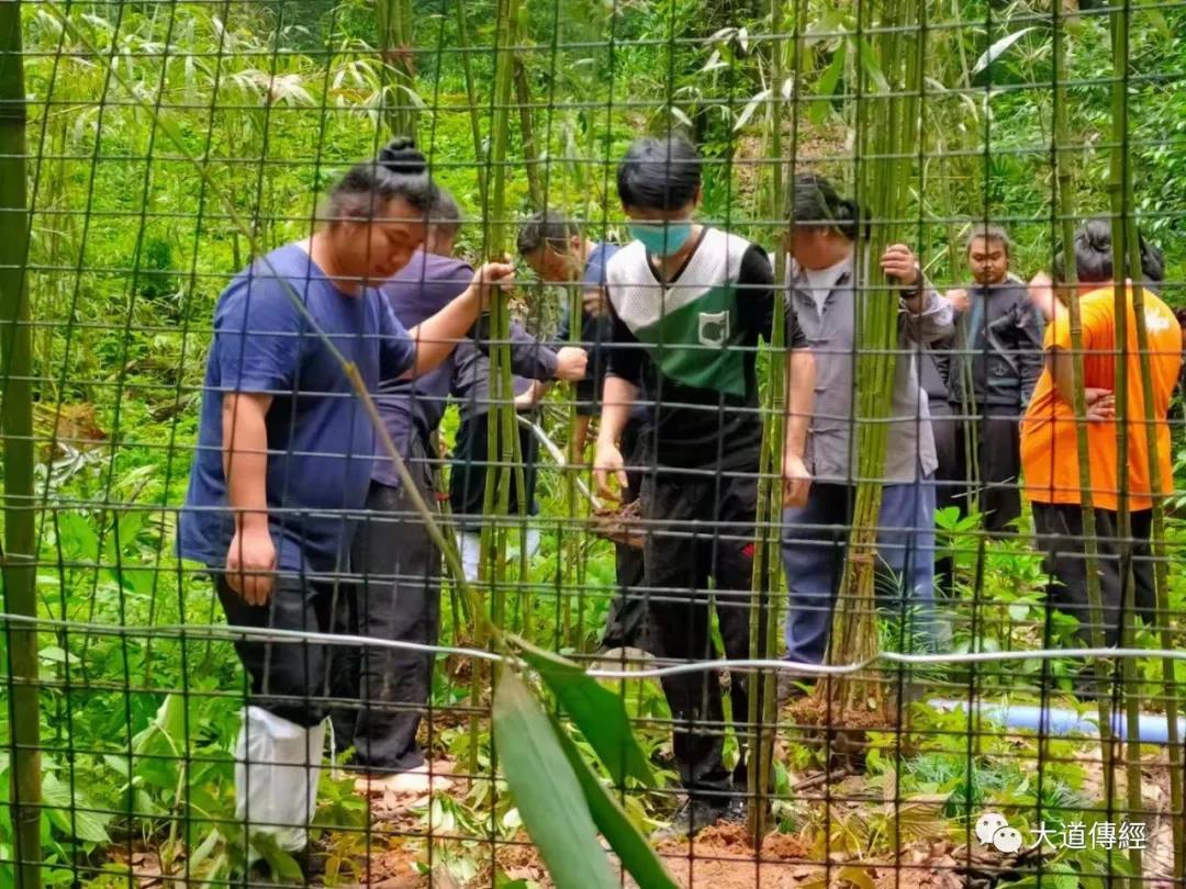 武汉大道观举行“热爱东湖 保护东湖”植树造林活动